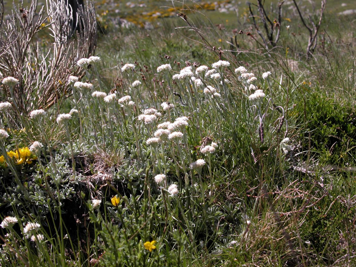 Cat's Foot plant